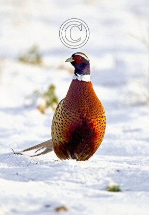 Cock Pheasant in the Snow DM1419